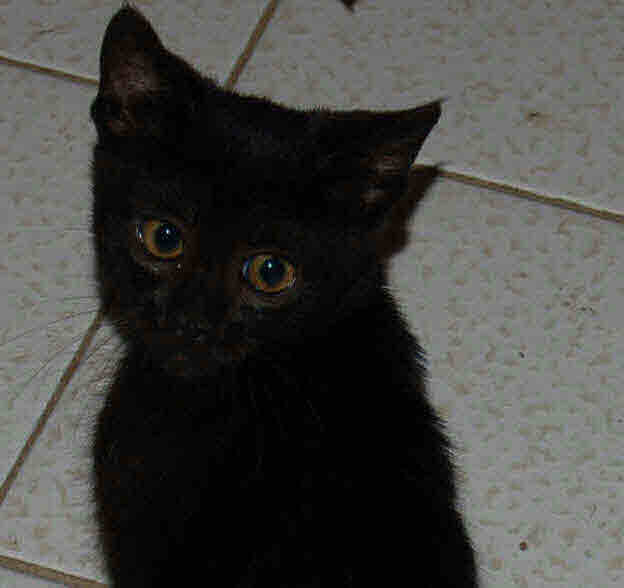 Project Image: Please upload an image CROPPED TO 500px WIDE and saved at smaller than 1MB.